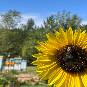 sunflower with a honeybee in the center and beehives and trees n the background